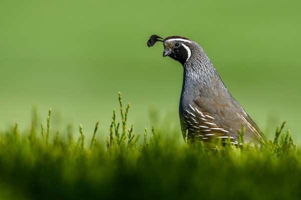 California Quail by Andrew Wasik